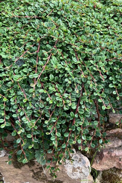 Cotonéaster Cotoneaster procumbens 'Queen of Carpets' 5-10 Pot 9x9 cm (P9) Cotoneaster procumbens 'Queen of Carpets'