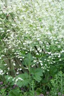 Chou nuage blanc Crambe cordifolia 5-10 Pot 9x9 cm (P9) Crambe cordifolia