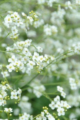 Chou nuage blanc Crambe cordifolia 5-10 Pot 9x9 cm (P9) Crambe cordifolia