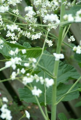 Chou nuage blanc Crambe cordifolia 5-10 Pot 9x9 cm (P9)