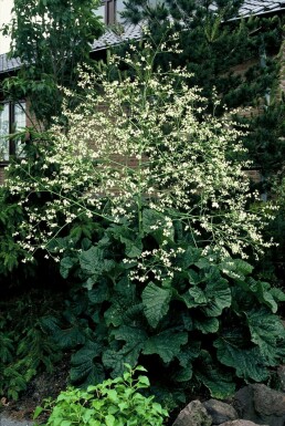 Chou nuage blanc Crambe cordifolia 5-10 Pot 9x9 cm (P9) Crambe cordifolia