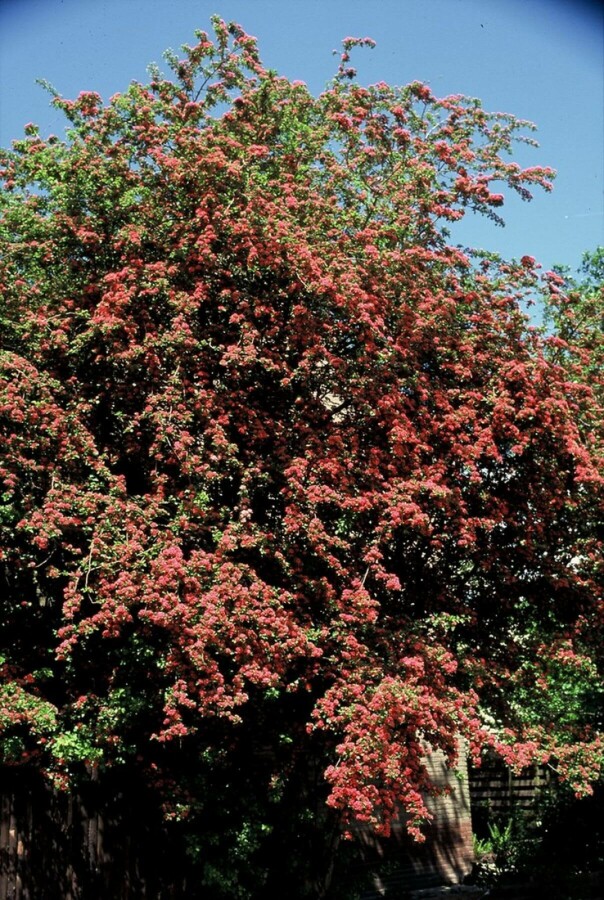 Aubépine à deux styles Crataegus laevigata 'Paul's Scarlet' Arbuste 100-120 Pot 12 l (C12) Crataegus laevigata 'Paul's Scarlet' arbuste 100-120 cm