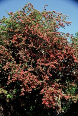 Aubépine à deux styles Crataegus laevigata 'Paul's Scarlet' Arbuste 100-120 Pot 12 l (C12) Crataegus laevigata 'Paul's Scarlet' arbuste 100-120 cm