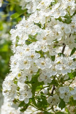 Aubépine à deux styles Crataegus laevigata 'Plena' Arbuste 100-125 Pot 12 l (C12) Crataegus laevigata 'Plena'
