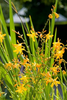 Crocosmie Crocosmia 'George Davison' 5-10 Pot 9x9 cm (P9) Crocosmia 'George Davison'