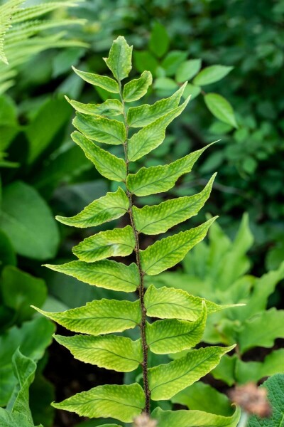 Cyrtomium en faux Cyrtomium falcatum 5-10 Pot 9x9 cm (P9) Cyrtomium falcatum