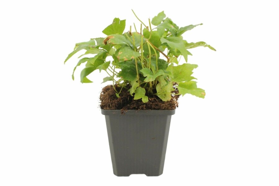 Cyrtomium en faux Cyrtomium falcatum 5-10 Pot 9x9 cm (P9) Cyrtomium falcatum