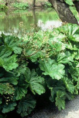 Darméra pelté Darmera peltata 5-10 Pot 9x9 cm (P9) Darmera peltata