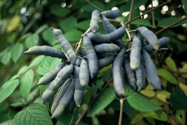 Arbre aux haricots bleus Decaisnea fargesii Arbuste 80-100 Pot 12 l (C12)