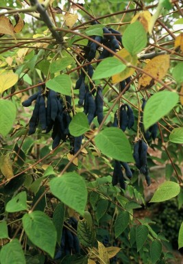 Arbre aux haricots bleus Decaisnea fargesii Arbuste 80-100 Pot 12 l (C12)