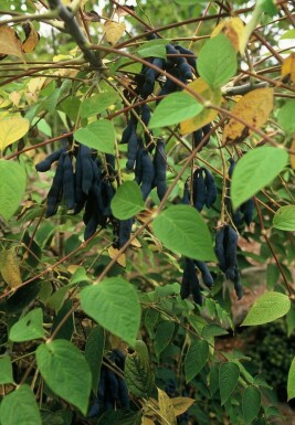 Arbre aux haricots bleus Decaisnea fargesii Arbuste 120-140 Pot 12 l (C12) Decaisnea fargesii arbuste 120-140 cm