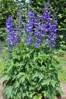 Dauphinelle élevée Delphinium elatum 'Black Knight' 5-10 Pot 9x9 cm (P9) Delphinium elatum 'Black Knight'