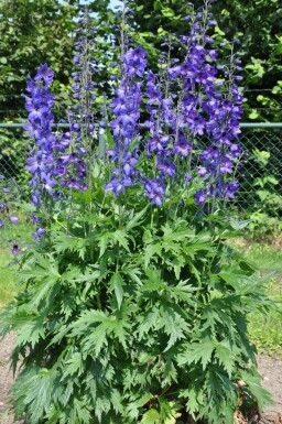 Dauphinelle élevée Delphinium elatum 'Black Knight' 5-10 Pot 9x9 cm (P9)