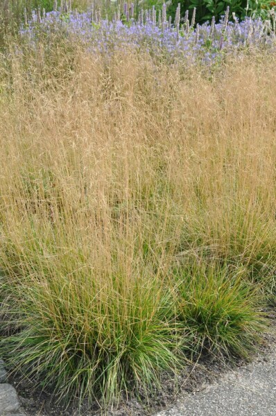Canche cespiteuse Deschampsia cespitosa 'Goldtau' 5-10 Pot 9x9 cm (P9) Deschampsia cespitosa 'Goldtau'