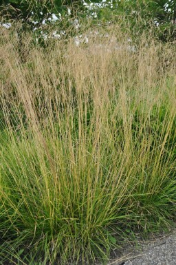 Canche cespiteuse Deschampsia cespitosa 'Goldtau' 5-10 Pot 9x9 cm (P9) Deschampsia cespitosa 'Goldtau'