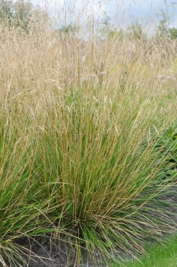 Canche cespiteuse Deschampsia cespitosa 'Goldtau' 5-10 Pot 9x9 cm (P9) Deschampsia cespitosa 'Goldtau'