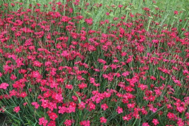 ÅÂillet deltoïde Dianthus deltoides 'Brilliant' 5-10 Pot 9x9 cm (P9)