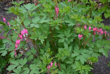 Dicentra admirable Dicentra spectabilis 5-10 Pot 9x9 cm (P9) Dicentra spectabilis