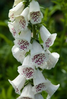 Digitale pourpre Digitalis purpurea 'Alba' 5-10 Pot 9x9 cm (P9)