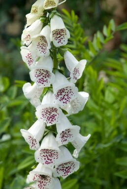 Digitale pourpre Digitalis purpurea 'Alba' 5-10 Pot 9x9 cm (P9) Digitalis purpurea 'Alba'