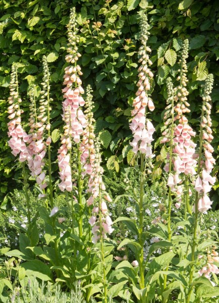 Digitale pourpre Digitalis purpurea 'Apricot' 5-10 Pot 9x9 cm (P9) Digitalis purpurea 'Apricot'