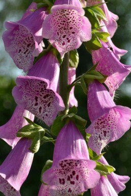 Digitale pourpre Digitalis purpurea 'Gloxiniiflora' 5-10 Pot 9x9 cm (P9)