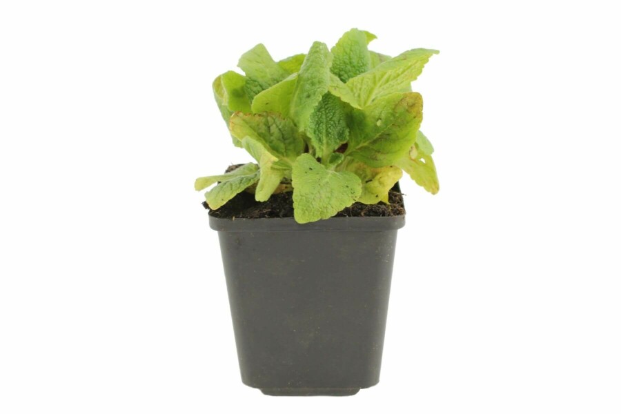 Digitale pourpre Digitalis purpurea 'Gloxiniiflora' 5-10 Pot 9x9 cm (P9) Digitalis purpurea 'Gloxiniiflora'