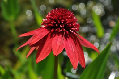 Échinacée Echinacea 'Eccentric' 5-10 Pot 9x9 cm (P9)