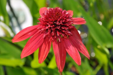 Échinacée Echinacea 'Eccentric' 5-10 Pot 9x9 cm (P9)