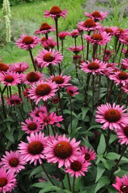Échinacée Echinacea 'Fatal Attraction' 5-10 Pot 9x9 cm (P9) Echinacea 'Fatal Attraction'