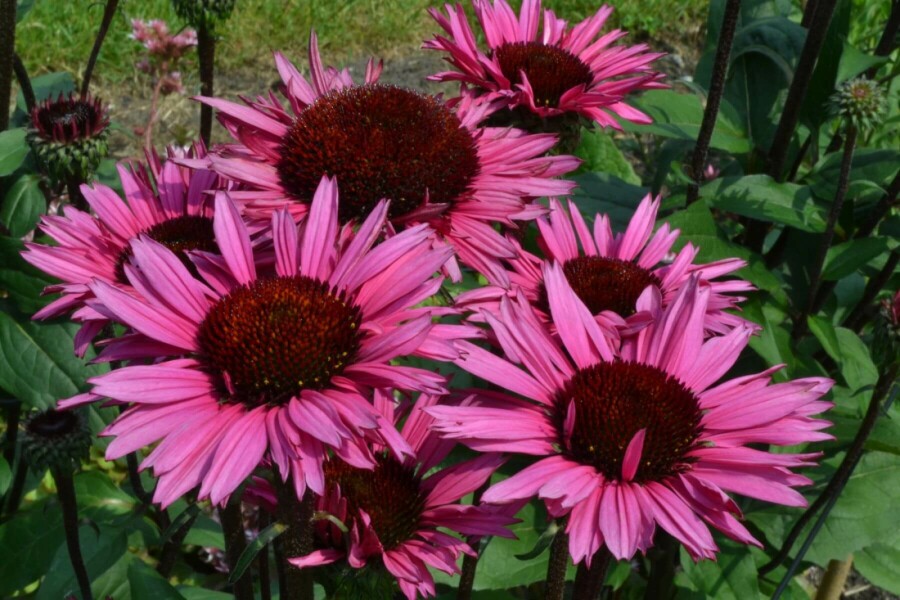 Échinacée Echinacea 'Fatal Attraction' 5-10 Pot 9x9 cm (P9) Echinacea 'Fatal Attraction'