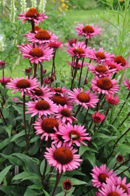 Échinacée Echinacea 'Fatal Attraction' 5-10 Pot 9x9 cm (P9)