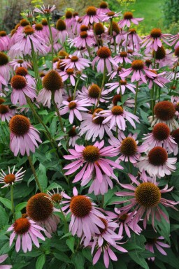 Échinacée pourpre Echinacea purpurea 5-10 Pot 9x9 cm (P9) Echinacea purpurea