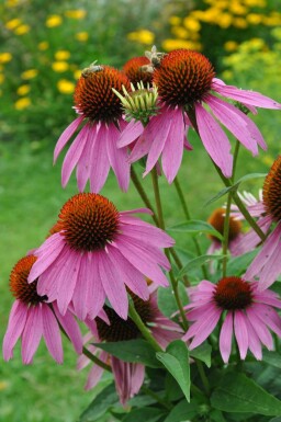 Échinacée pourpre Echinacea purpurea 5-10 Pot 9x9 cm (P9) Echinacea purpurea