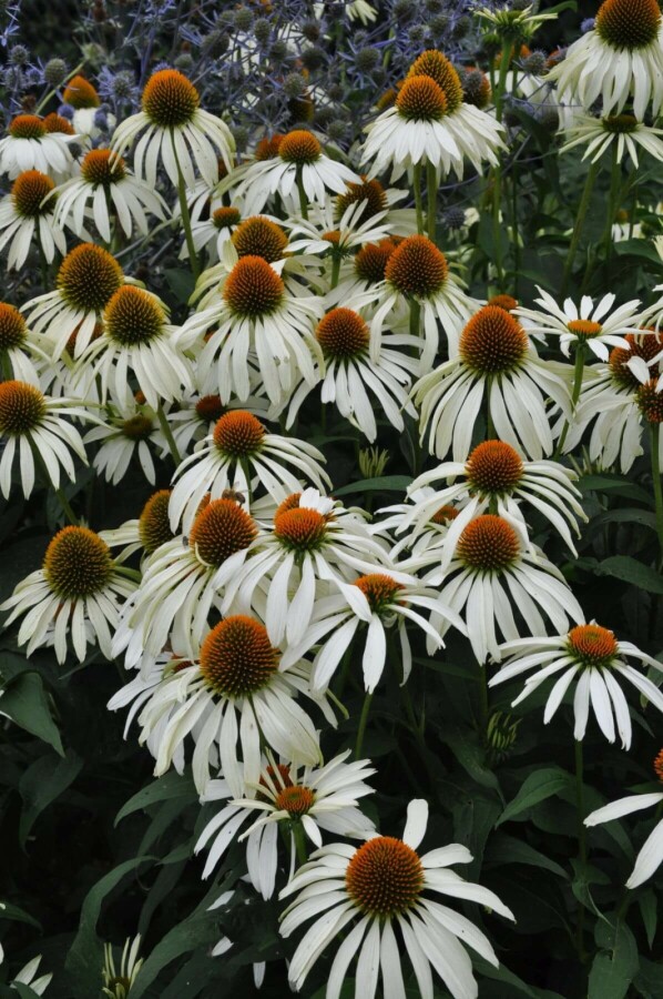 Échinacée pourpre Echinacea purpurea 'Alba' 10-15 Pot 2 l (C2) Echinacea purpurea 'Alba'