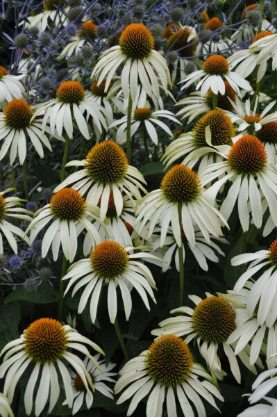 Échinacée pourpre Echinacea purpurea 'Alba' 5-10 Pot 9x9 cm (P9) Echinacea purpurea 'Alba'
