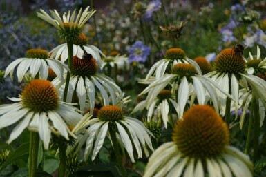 Échinacée pourpre Echinacea purpurea 'Alba' 5-10 Pot 9x9 cm (P9)