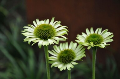 Échinacée pourpre Echinacea purpurea 'Green Jewel' 5-10 Pot 9x9 cm (P9)