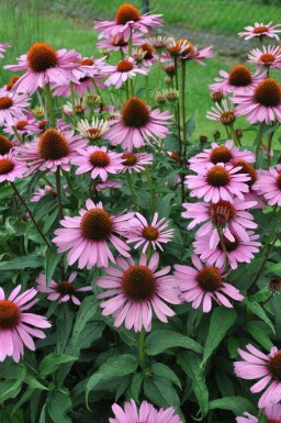 Échinacée pourpre Echinacea purpurea 'Magnus' 5-10 Pot 9x9 cm (P9)