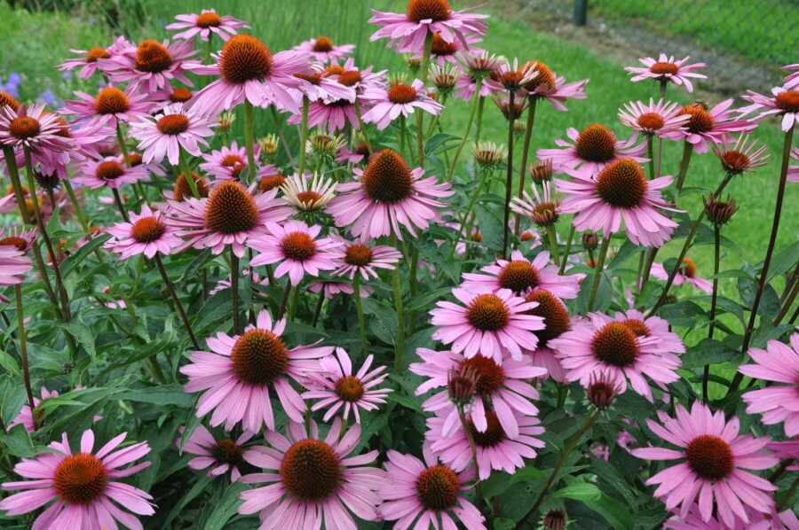 Échinacée pourpre Echinacea purpurea 'Magnus' 5-10 Pot 9x9 cm (P9) Echinacea purpurea 'Magnus'