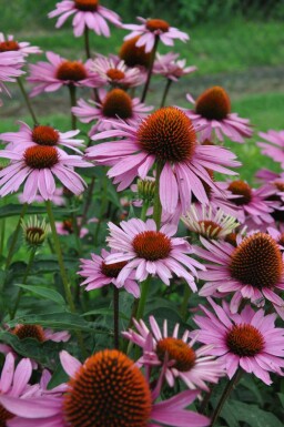 Échinacée pourpre Echinacea purpurea 'Magnus' 5-10 Pot 9x9 cm (P9)