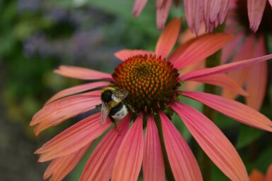 Échinacée pourpre Echinacea purpurea 'Summer Cocktail' 5-10 Pot 9x9 cm (P9)