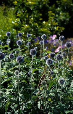 Échinops du Bannat Echinops bannaticus 'Taplow Blue' 5-10 Pot 9x9 cm (P9)