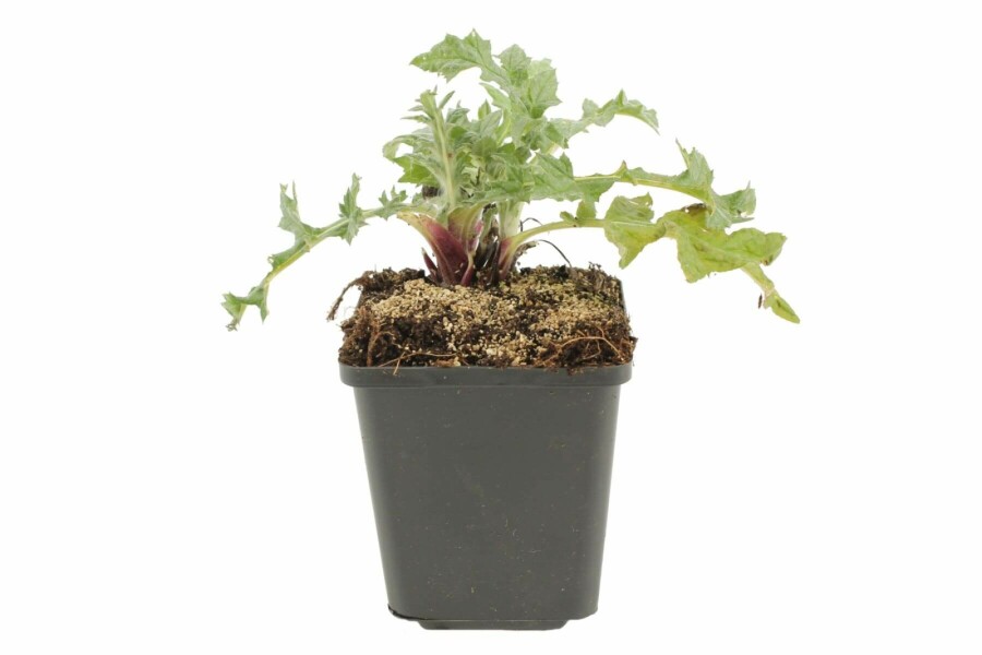 Échinops ritro Echinops ritro 5-10 Pot 9x9 cm (P9) Echinops ritro