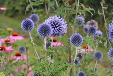 Échinops ritro Echinops ritro 5-10 Pot 9x9 cm (P9)