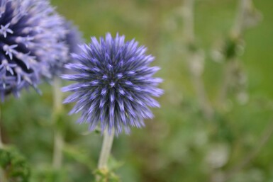 Échinops ritro Echinops ritro 5-10 Pot 9x9 cm (P9)