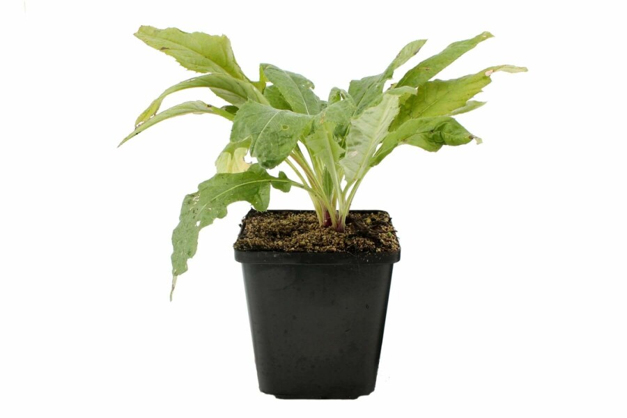 Échinops ritro Echinops ritro 'Veitch's Blue' 5-10 Pot 9x9 cm (P9) Echinops ritro 'Veitch's Blue'