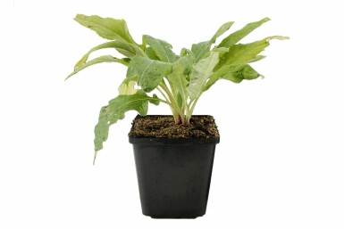 Échinops ritro Echinops ritro 'Veitch's Blue' 5-10 Pot 9x9 cm (P9) Echinops ritro 'Veitch's Blue'