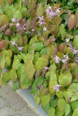 Fleur des elfes Epimedium grandiflorum 'Lilafee' 5-10 Pot 9x9 cm (P9) Epimedium grandiflorum 'Lilafee'
