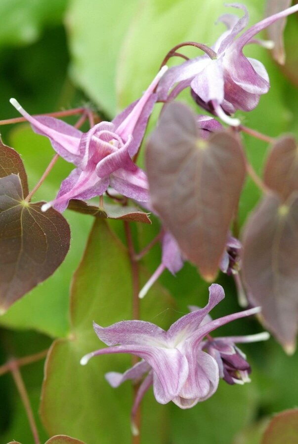 Fleur des elfes Epimedium grandiflorum 'Lilafee' 5-10 Pot 9x9 cm (P9) Epimedium grandiflorum 'Lilafee'